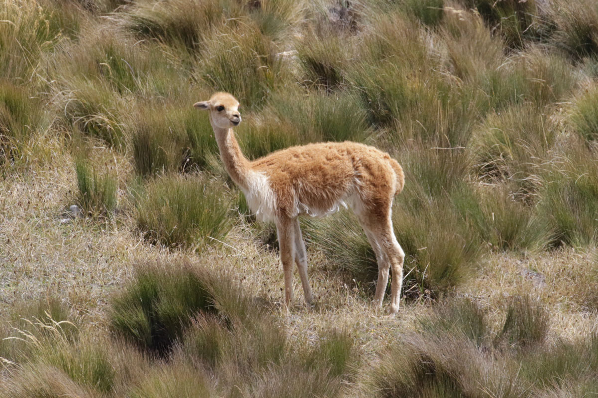 Vicuñha